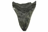 Bargain, Fossil Megalodon Tooth - Serrated Blade #372382-1